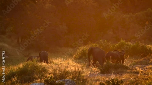 Small group of African bush elephants with sunrise backlit light in Kruger National park, South Africa ; Specie Loxodonta africana family of Elephantidae