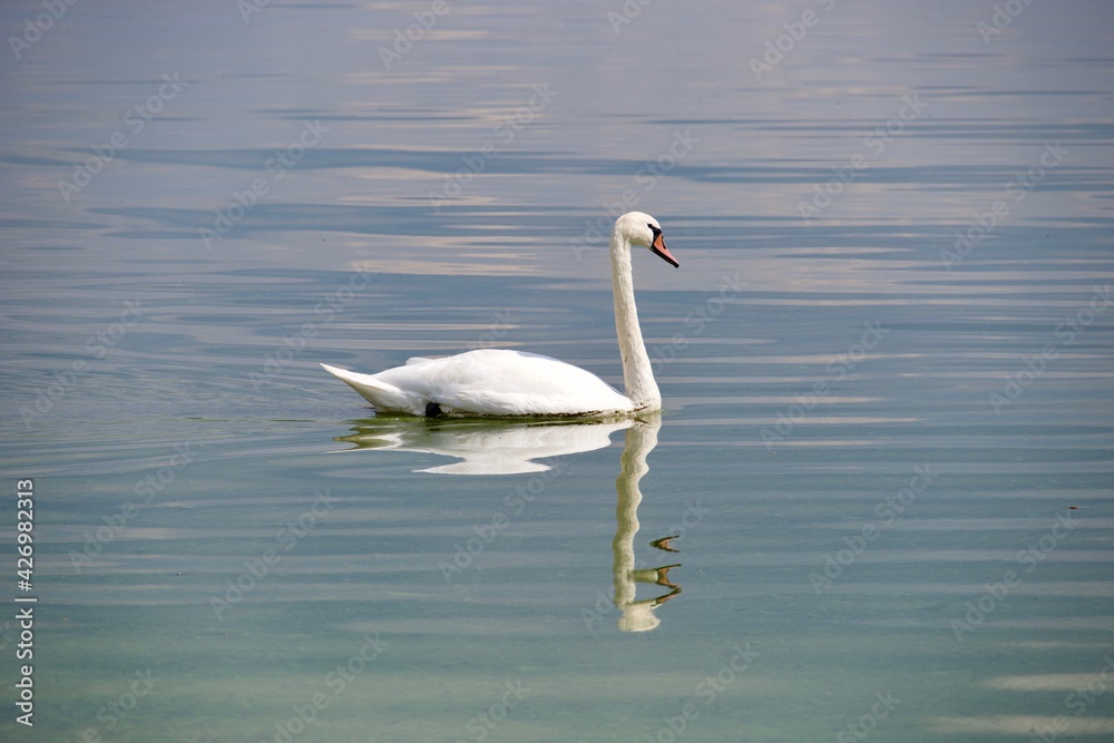 Single swan further away on a calm lake Single swan further away on a calm lake