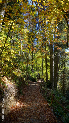 path in autumn forest in Sochi © Роман Иванович
