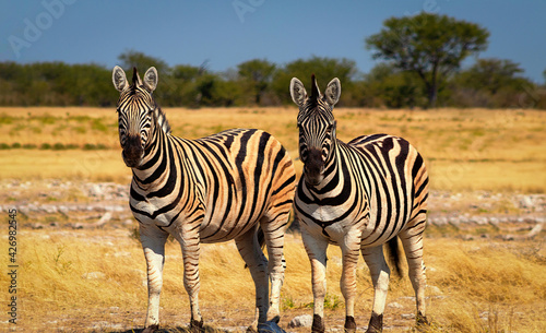 Wild african animals. Two African Mountain Zebras standing  in grassland. Etosha National Park.