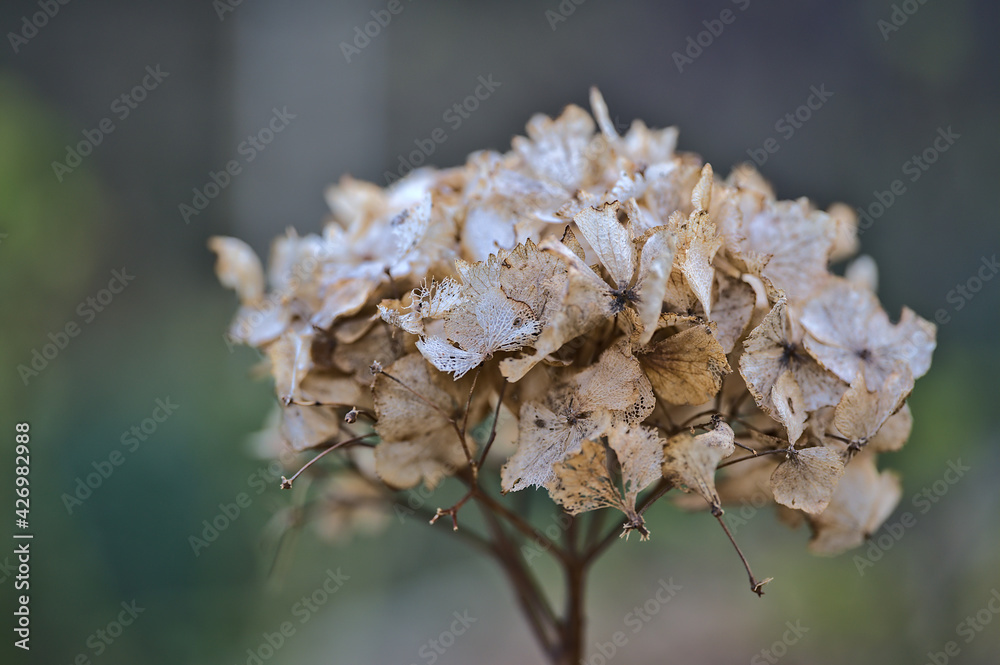 Beautiful closeup view of branch of faded hydrangea flowers from last year in Blackrock, Dublin, Ireland. Soft and selective focus Beautiful closeup view of branch of faded hydrangea flowers from last year in Blackrock, Dublin, Ireland. Soft and selective focus