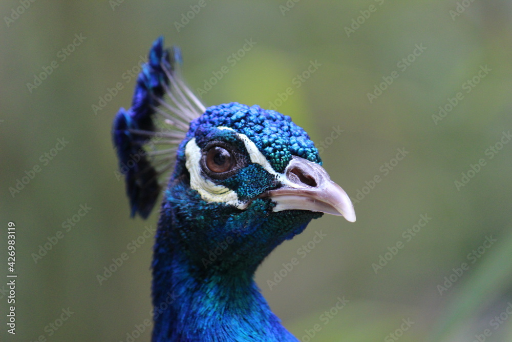 Peacock lookin to camera, posing like a model Peacock lookin to camera, posing like a model