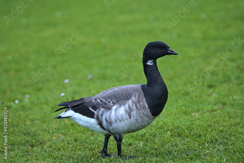 Beautiful closeup view of brent goose (Branta bernicla) with black beak walking and grazing on green lawn in Blackrock Park, Dublin, Ireland
