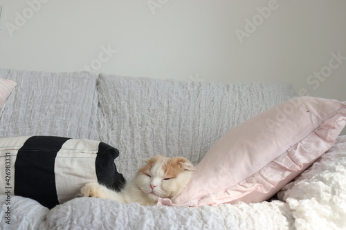 猫とソファー コピースペース