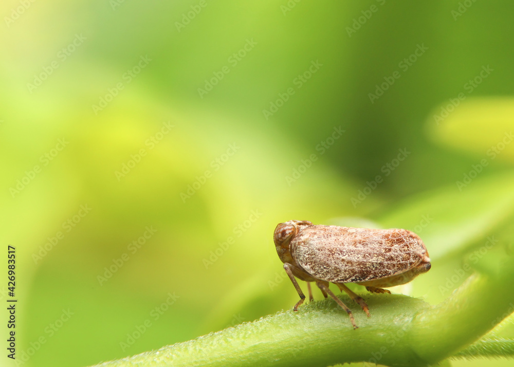 Macro of the Brown planthopper on green leaf in the garden. Nilaparvata lugens (Stal) on blurred of green background. Macro of the Brown planthopper on green leaf in the garden. Nilaparvata lugens (Stal) on blurred of green background.