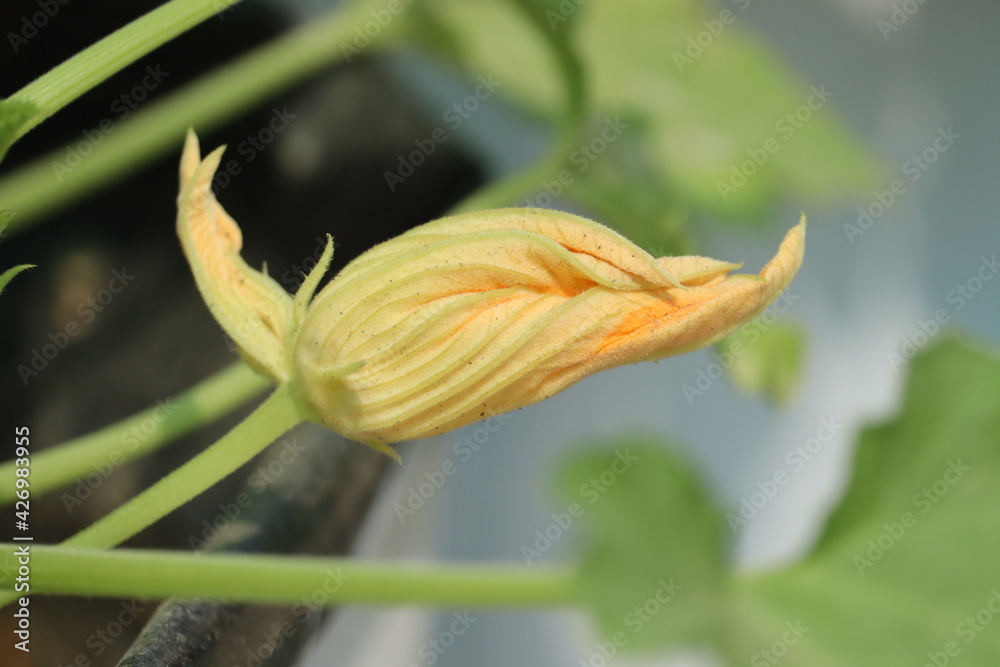 Close-up view of the golden flower of the zucchini squash vegetable plant. Close-up view of the golden flower of the zucchini squash vegetable plant.