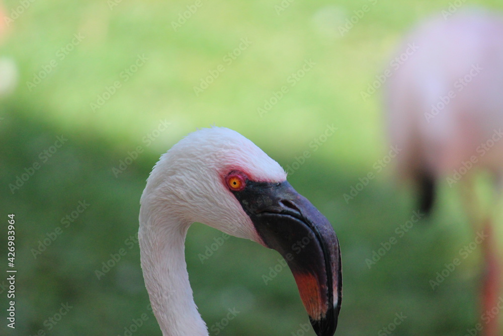 Fototapeta premium Flamingo pink