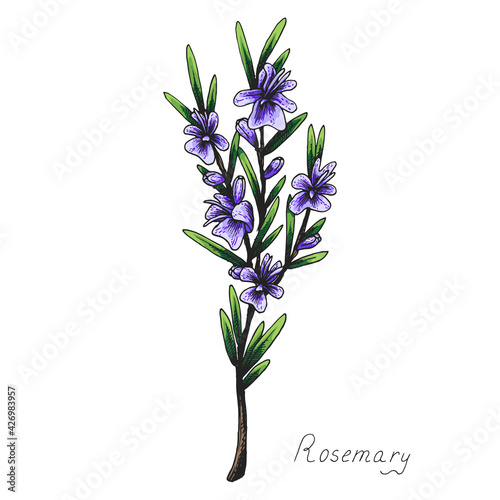 Rosemary. Sprig of plants with leaves. Fragrant Italian seasoning for food. Drawing in the old vintage style. Blooming flowers. Isolated illustration. Hand-drawn ink sketch.