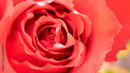 close up of red rose with curved petals