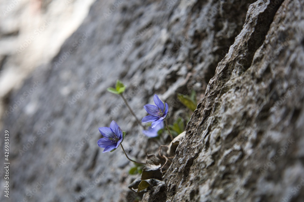 Blaue Blumen in der Felswand