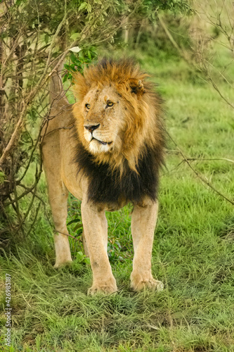 Lion Panthera leo couch   au regard per  ant en safari big five au Masa   Mara Kenya