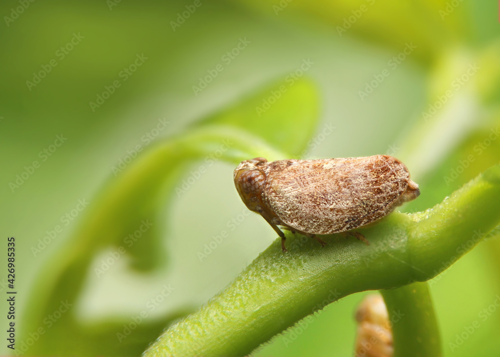 Macro of the Brown planthopper on green leaf in the garden.  Nilaparvata lugens (Stal) on blurred of green background. - obrazy, fototapety, plakaty 
