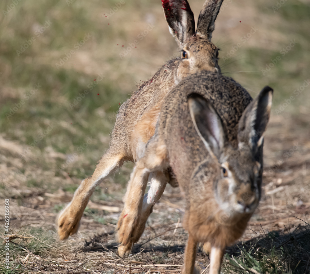 Fighting Bunny rabbits (European brown hare) in field in Burgenland , Austria