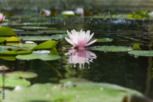 Single pink water lily with leafs mirrored in a pond with narrow depth of field