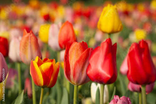 viele rote und gelbe Tulpen blühen im Frühling © URS.INHO