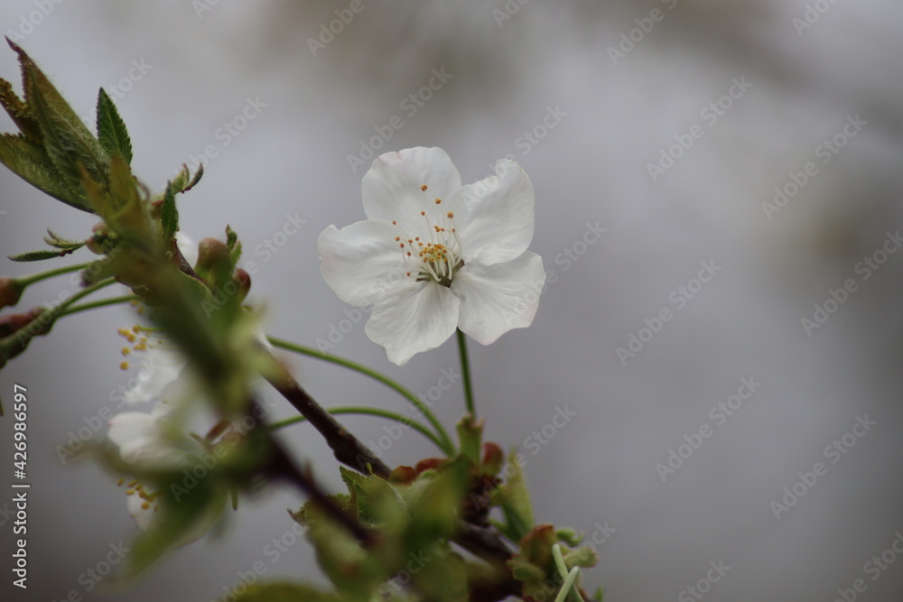 Obraz premium tree blossom