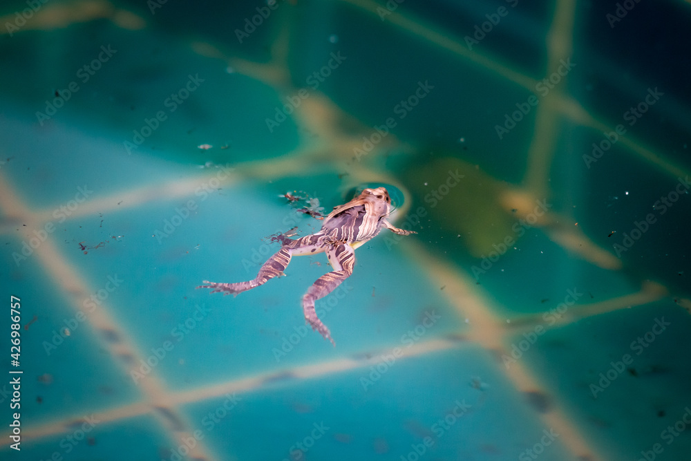 Close-up Dead frog floats on the surface of the water in the pool. Uncleaned pool
