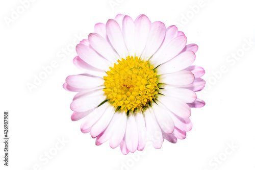 macro photo of daisies on a white isolated background