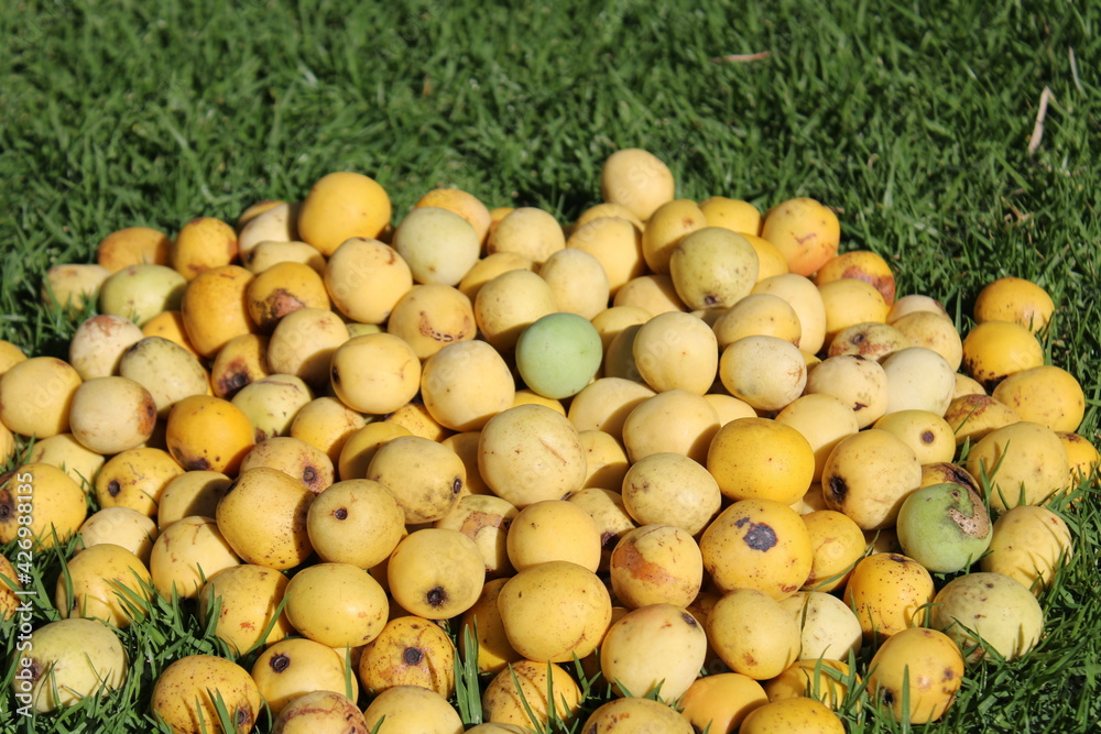 South African marula tree fruits