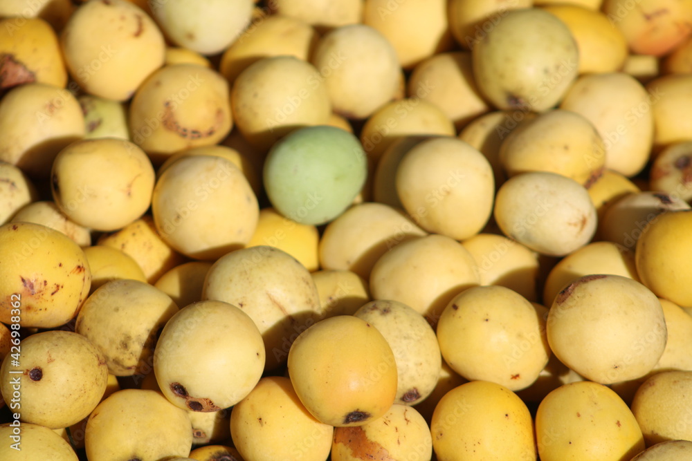 South African marula tree fruits South African marula tree fruits