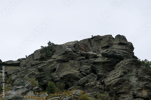 group of mountain goats in Sierra Nevada