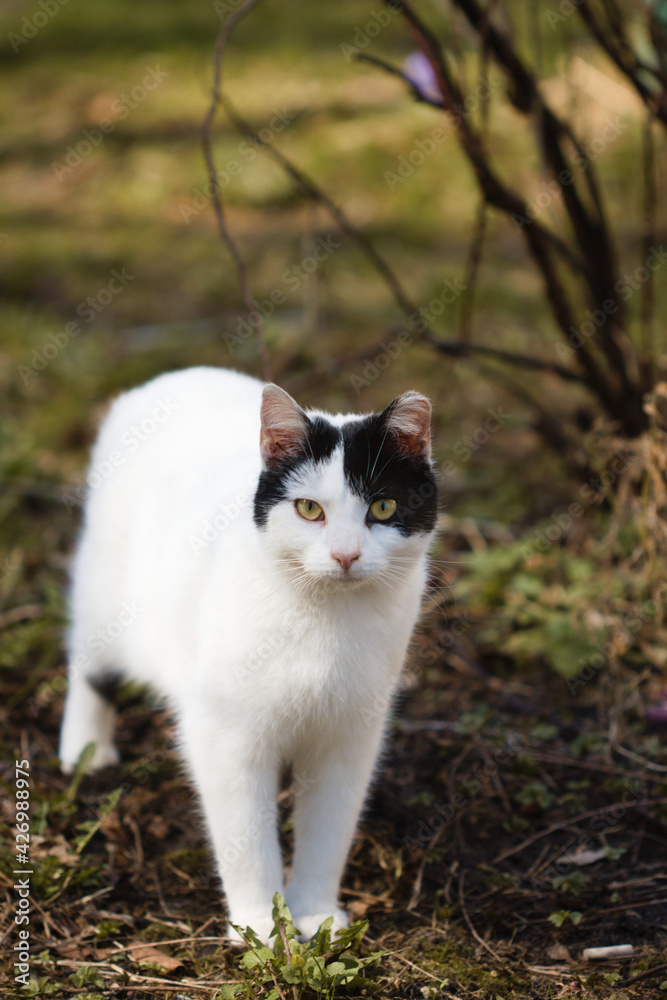white cat on the grass white cat on the grass