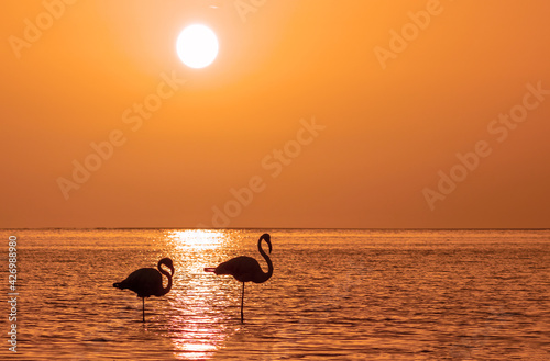 Fototapeta Naklejka Na Ścianę i Meble -  A group of flamingos stands in a lagoon against a background of golden sunset and bright big sun