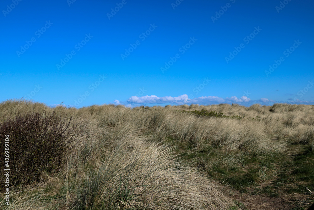 Pathway Through Shrubs and Marram Grass at a Coastal Location