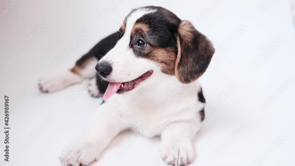 The dog welsh corgi cardigan lies and looking in camera on white background. Close Up portrait puppy smiling in studio. The dog welsh corgi cardigan lies and looking in camera on white background. Close Up portrait puppy smiling in studio.