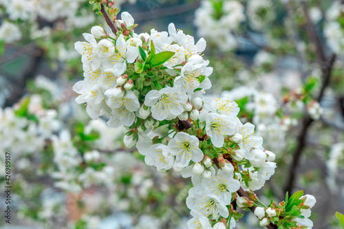 Blooming apple tree in spring time, Flowering Apple Tree