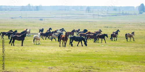 huge herd of horses in the field. Belarusian draft horse breed. symbol of freedom and independence