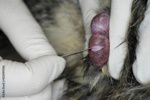 Testicle popping out of the tunica vaginalis inside the scrotum of a male cat during castration by a veterinary surgeon photo