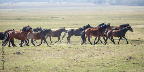 huge herd of horses in the field. Belarusian draft horse breed. symbol of freedom and independence © hiv360