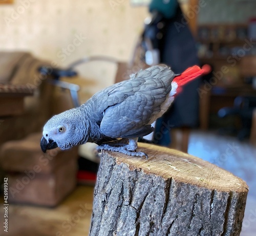 Jacko's Parrot Africa