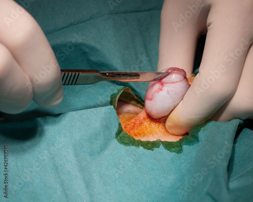 Принти на полотні Veterinary surgeon makes an incision in the tunica vaginalis,  the pouch of sero