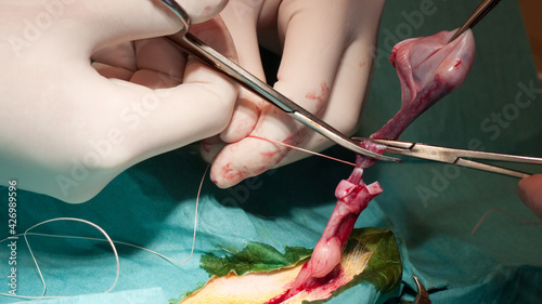 Vet castrating a dog and cutting the spermatical cord with a scissors photo