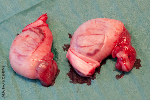 Two testicles just after castration of a dog with focus on the surface of the testicle photo