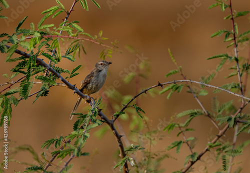 bird on the branch in blur background  photo