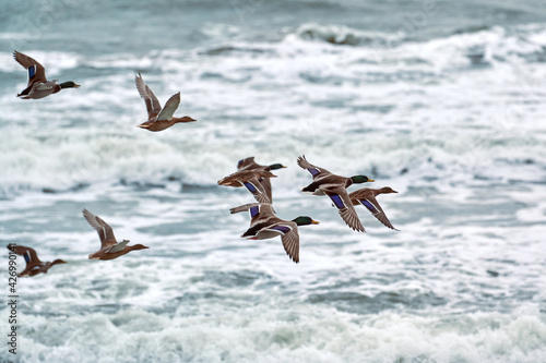 Mallard ducks flying over sea water, seascape