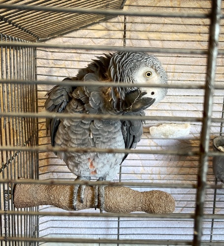 Jacko's Parrot Africa