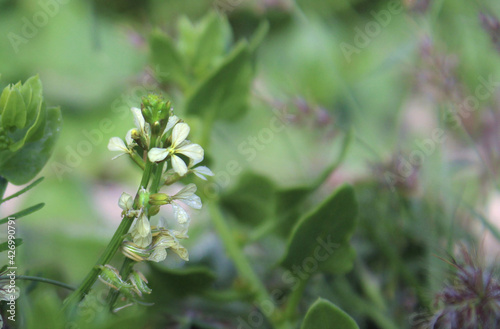 In the magic forest .. Delicate wild flowers among the vegetation. Sunlight touches. Nature details.