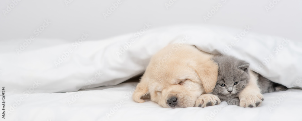 Golden retriever puppy hugs gray kitten. Pets sleep together under white warm blanket on a bed at home. Empty space for text Golden retriever puppy hugs gray kitten. Pets sleep together under white warm blanket on a bed at home. Empty space for text