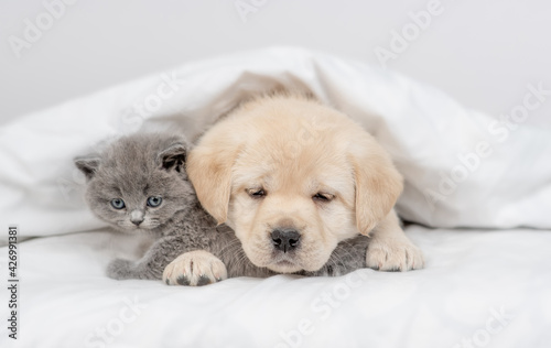 Cute Golden retriever puppy hugs gray kitten under white warm blanket on a bed at home