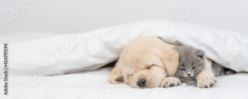 Fototapeta Naklejka Na Ścianę i Meble -  Golden retriever puppy hugs gray kitten. Pets sleep together under white warm blanket on a bed at home. Empty space for text