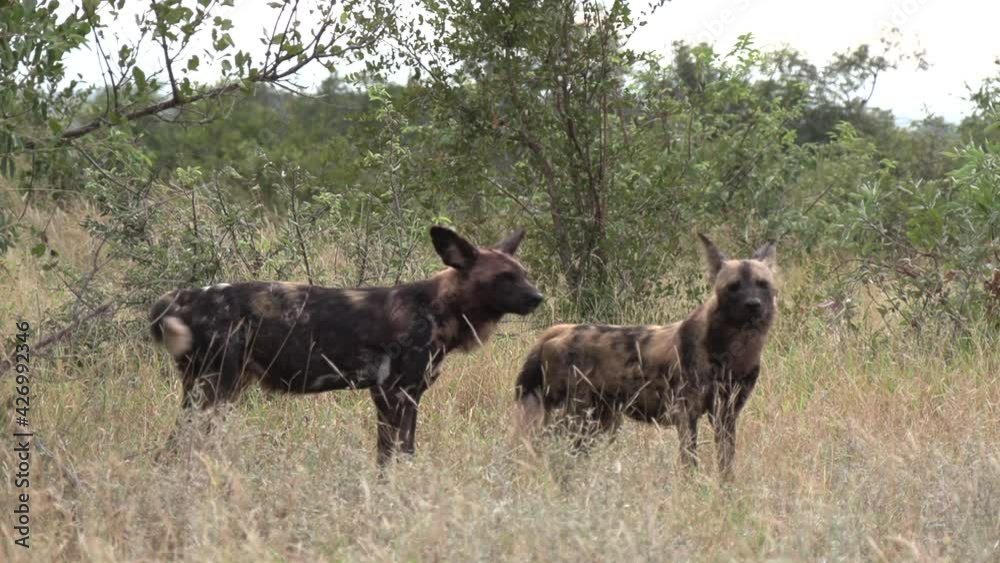 Handheld shot of male wild dog smelling female wild dog in wild Handheld shot of male wild dog smelling female wild dog in wild