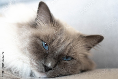 Chat Ragdoll endormi