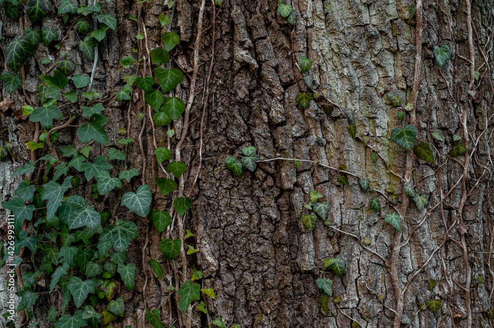 texture of the trees in the forest texture of the trees in the forest