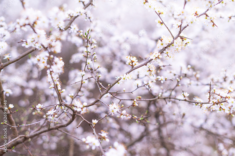 Branches of blossoming cherry macro with soft focus on gentle light blue sky background in sunlight with copy space. Branches of blossoming cherry macro with soft focus on gentle light blue sky background in sunlight with copy space.