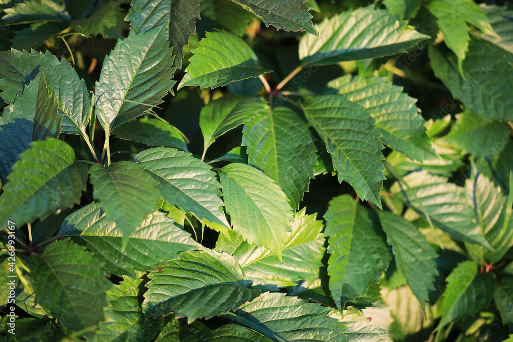 Bright spring greens at dawn in the forest. Nature comes to life in early spring. Bright spring greens at dawn in the forest. Nature comes to life in early spring.