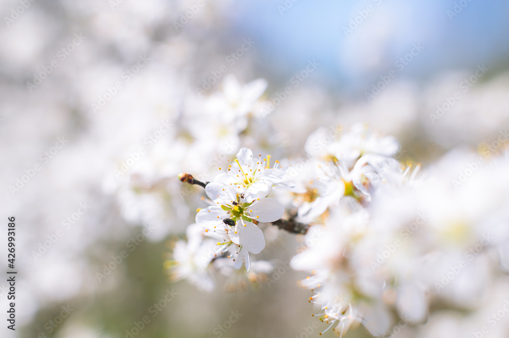 Branches of blossoming cherry macro with soft focus on gentle light blue sky background in sunlight with copy space. Branches of blossoming cherry macro with soft focus on gentle light blue sky background in sunlight with copy space.